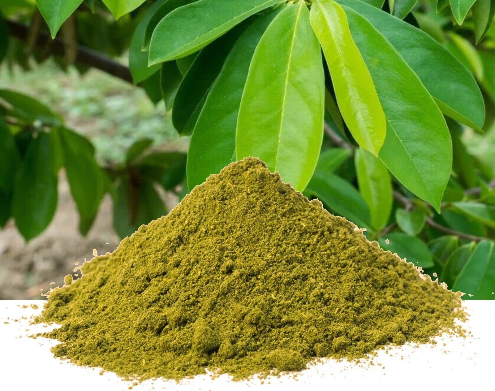 NATURAL HEALING TEAS
