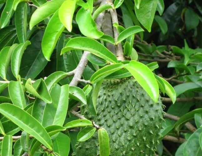 Graviola Soursop Natural Potent Herbal Leaves Tea leaf 100g