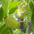 Noni Fruit Powder Natural Amazon Rainforest Digestive Super Food 150g