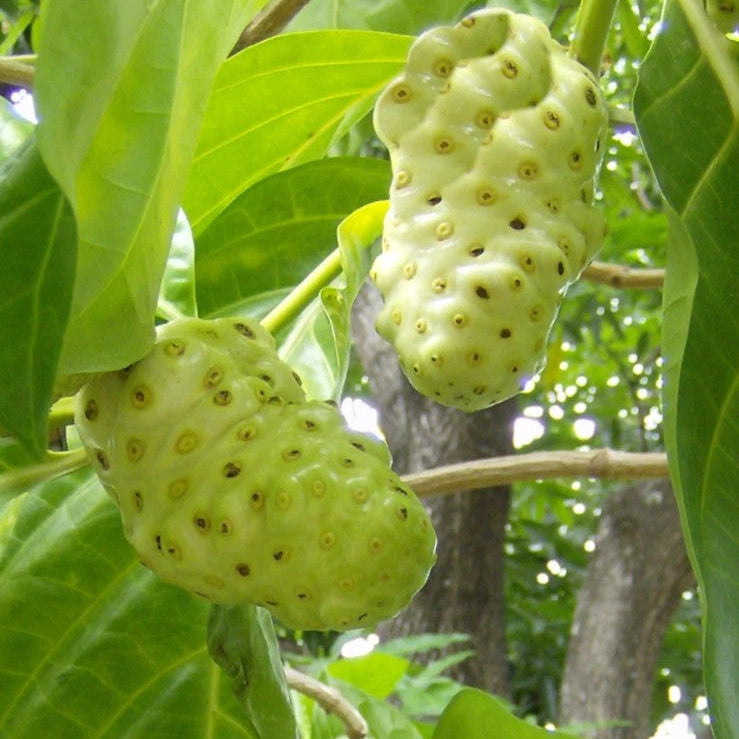 Noni Fruit Powder Natural Amazon Rainforest Digestive Super Food 150g